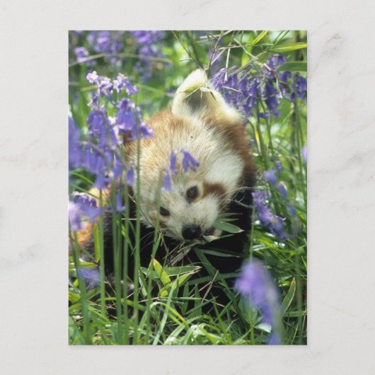 Carte Postale Panda rouge (Devant)
