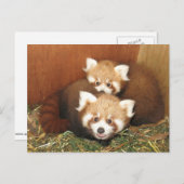 Carte Postale Panda rouge (Devant / Derrière)