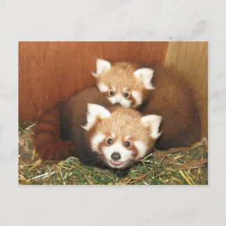Carte Postale Panda rouge