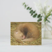 Carte Postale Panda rouge (Debout devant)