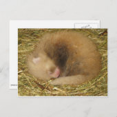 Carte Postale Panda rouge (Devant / Derrière)