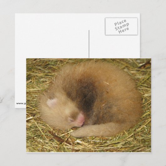 Carte Postale Panda rouge (Devant / Derrière)