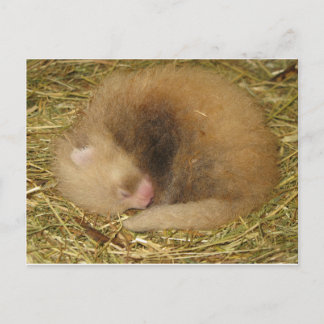 Carte Postale Panda rouge