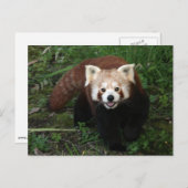 Carte Postale Panda rouge (Devant / Derrière)