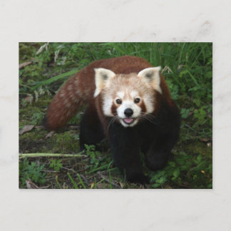 Carte Postale Panda rouge