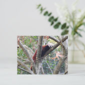 Carte Postale Panda rouge (Debout devant)