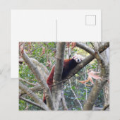 Carte Postale Panda rouge (Devant / Derrière)