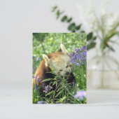 Carte Postale Panda rouge (Debout devant)