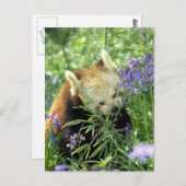 Carte Postale Panda rouge (Devant / Derrière)