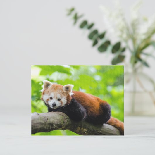 Carte Postale Panda rouge (Debout devant)