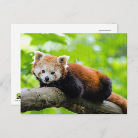 Carte Postale Panda rouge (Devant / Derrière)
