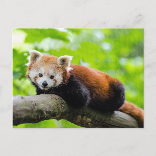 Carte Postale Panda rouge (Devant)