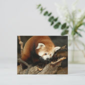 Carte Postale Panda rouge (Debout devant)