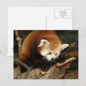 Carte Postale Panda rouge (Devant / Derrière)