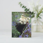 Carte Postale Panda rouge (Debout devant)