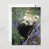 Carte Postale Panda rouge (Devant / Derrière)