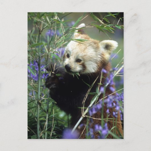 Carte Postale Panda rouge (Devant)