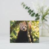 Carte Postale Panda rouge (Debout devant)