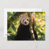Carte Postale Panda rouge (Devant / Derrière)
