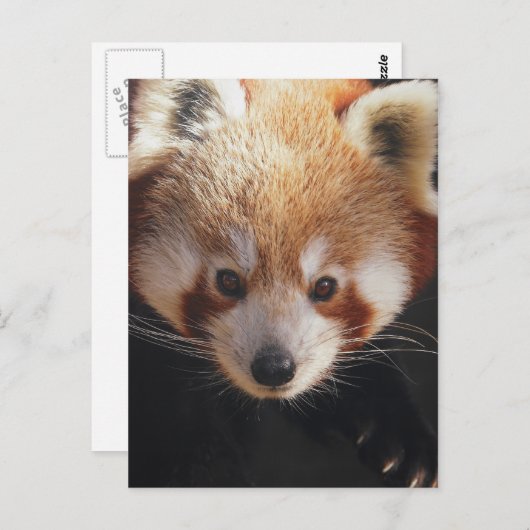 Carte Postale panda rouge (Devant / Derrière)