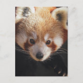 Carte Postale panda rouge (Devant)