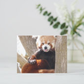 Carte Postale panda rouge (Debout devant)