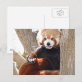 Carte Postale panda rouge (Devant / Derrière)