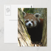 Carte Postale Panda rouge (Devant / Derrière)