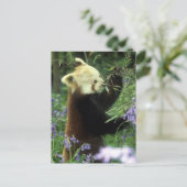 Carte Postale Panda rouge (Debout devant)