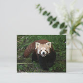 Carte postale Panda rouge (Debout devant)