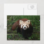 Carte postale Panda rouge (Devant / Derrière)