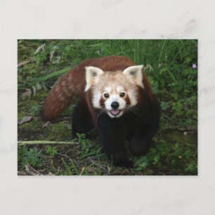 Carte postale Panda rouge