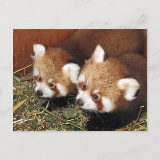 Carte Postale Panda rouge (Devant)