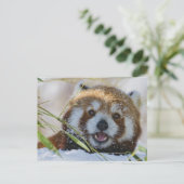 Carte Postale Panda rouge (Debout devant)