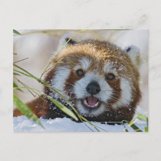 Carte Postale Panda rouge (Devant)
