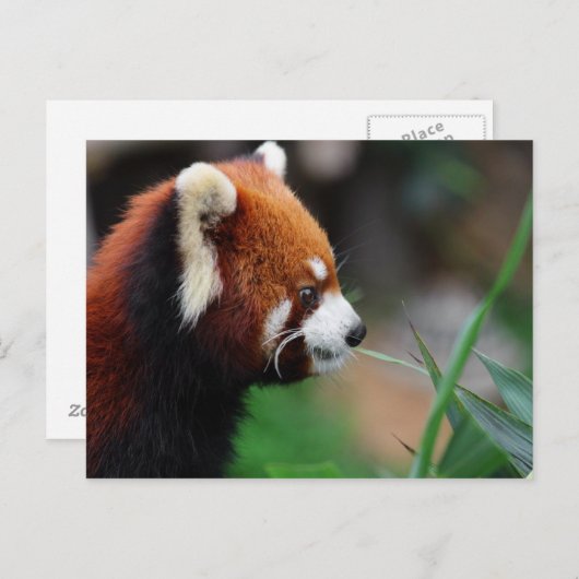 Carte Postale Panda rouge (Devant / Derrière)