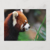 Carte Postale Panda rouge (Devant)
