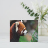 Carte Postale Panda rouge (Debout devant)
