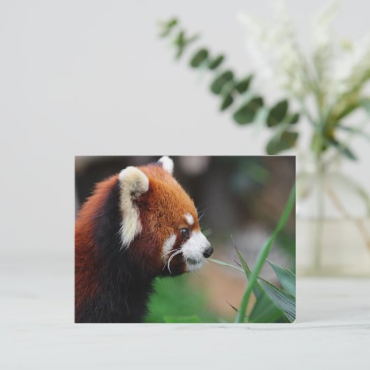 Carte Postale Panda rouge (Debout devant)