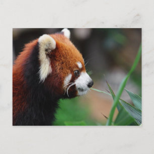 Carte Postale Panda rouge