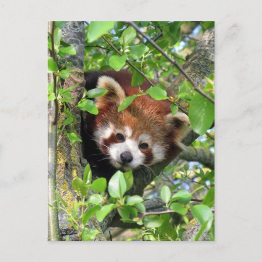 Carte Postale Panda rouge (Devant)