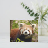 Carte Postale panda-rouge-007 (Debout devant)