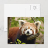 Carte Postale panda-rouge-007 (Devant / Derrière)