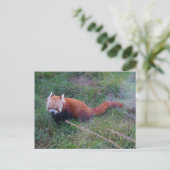 Carte postale Panda rouge #1 (Debout devant)
