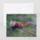 Carte postale Panda rouge #1 (Devant / Derrière)