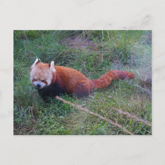Carte postale Panda rouge #1 (Devant)