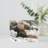 Carte postale - panda rouge 2 (Debout devant)