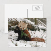 Carte postale - panda rouge 2 (Devant / Derrière)