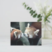 Carte postale Panda rouge #2 (Debout devant)