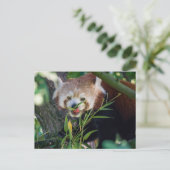 Carte Postale panda rouge affamé (Debout devant)